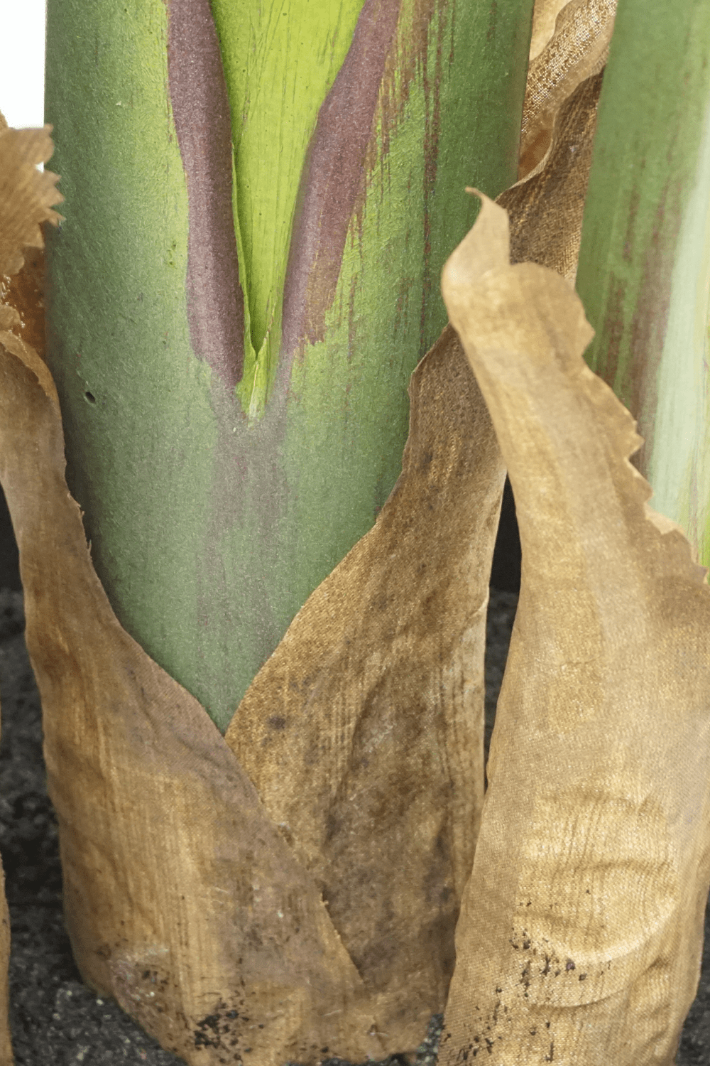 Strelitzia Kunstplant 160cm