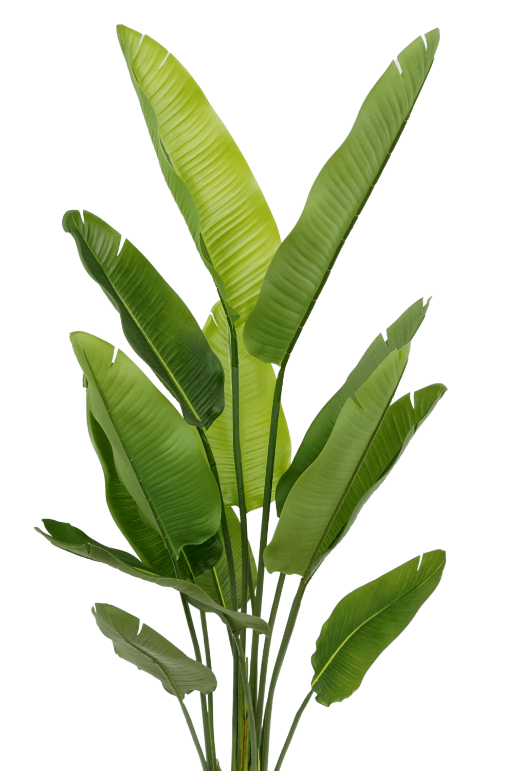 Strelitzia Kunstplant 160cm