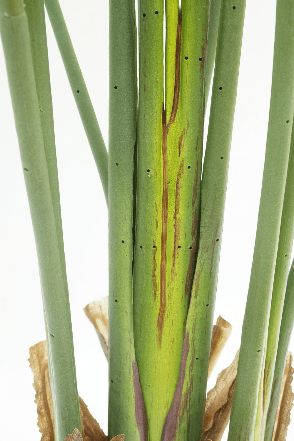 Strelitzia Kunstplant 160cm