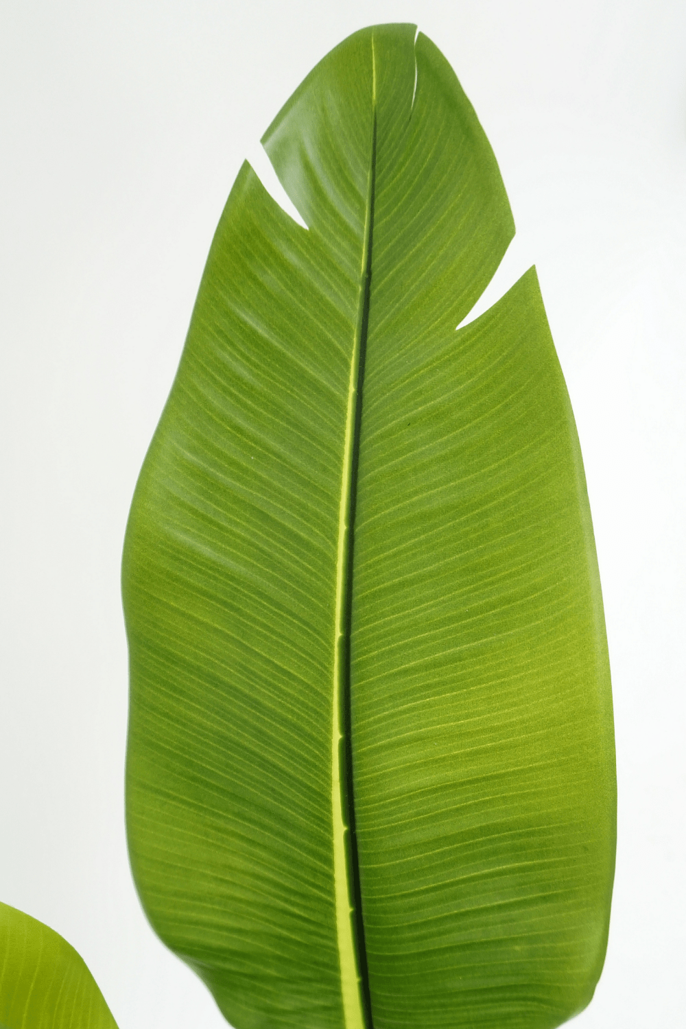 Strelitzia Kunstplant 160cm